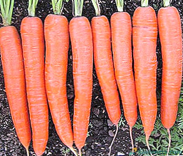 Вирощування моркви по Мітлайдера