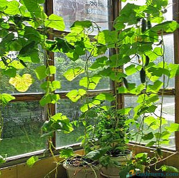 Отглеждане на краставици на прозореца: правила и тайни
