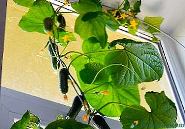 Rosnące ogórki na parapecie w zimie