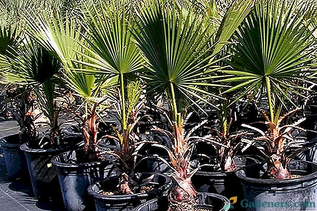 Uzgoj palmina kod kuće: upoznavanje svih zamršenosti teškog plovila