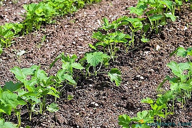 Rastlinné pasienky zo semien - všetky odtiene od výsevu až po zber