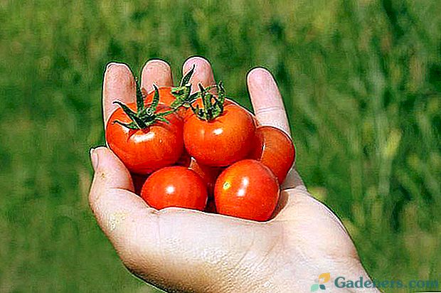 Augantys vyšnių pomidorai