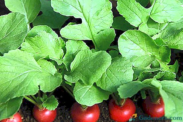 Uzgoj rotkvica u stakleniku - tajne iskusnih vrtlara