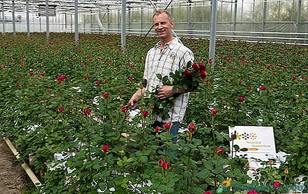 Augančios rožės šiltnamyje parduoti