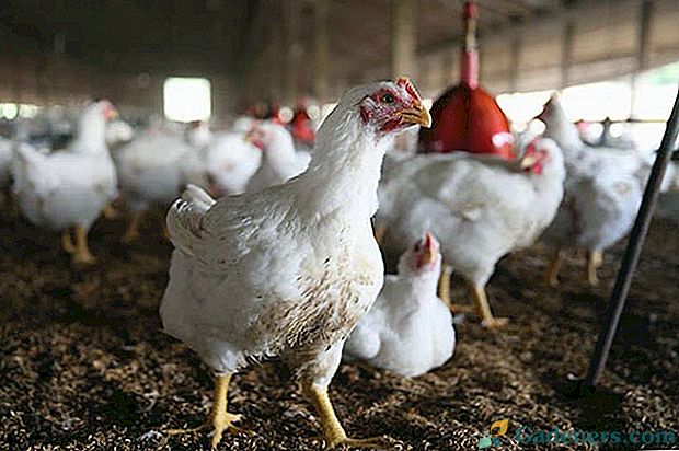 Broilerių viščiukų auginimas, priežiūra ir šėrimas