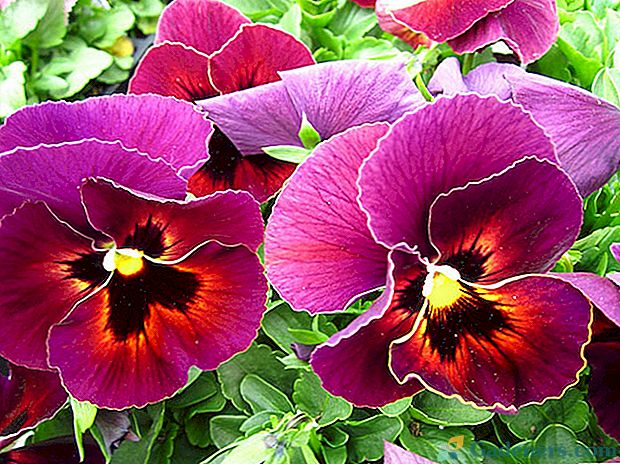 Rastúci viola - obľúbená kvetina Jozefína