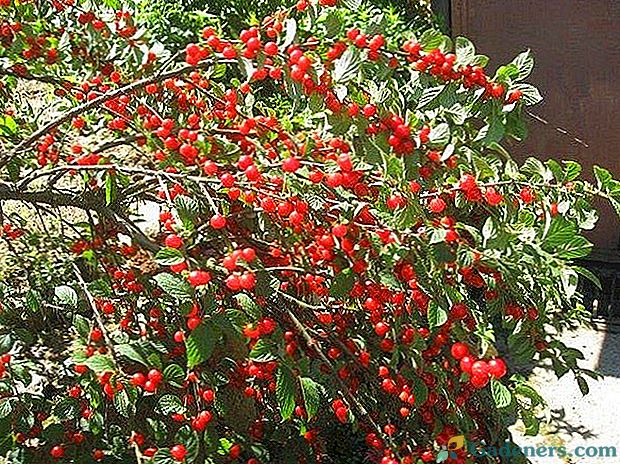 Cherry Bessey - декоративни храсти или вкусни плодове?