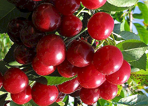 Cheryonovskaya Cherry - dobar izbor vrtlar