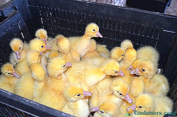 Zaključek umetnih goslings v inkubatorju doma