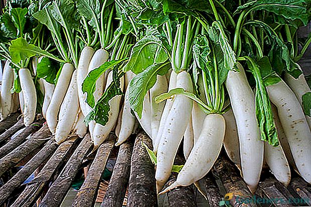 Utjecaj na ljudsko zdravlje korisnih i štetnih tvari daikon