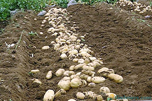 Listová výživa zemiakov