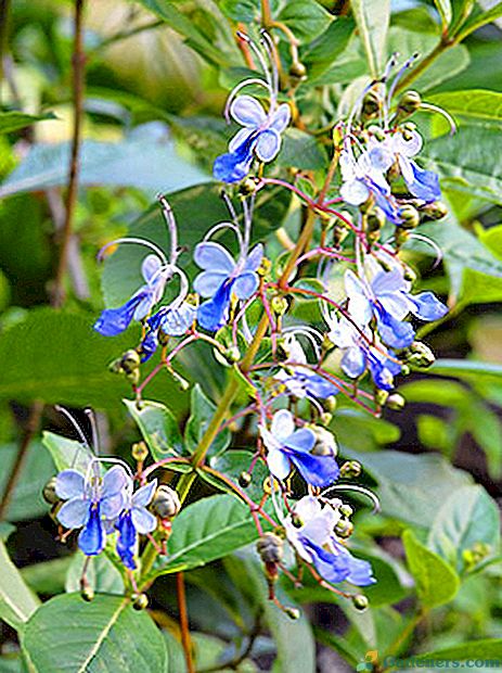 Увага квітникарів привертають блакитні метелики на зелені клеродендрум угандійських
