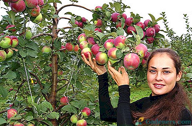 Upozornění popisky zahradníků a fotografie zimních odrůd jabloní