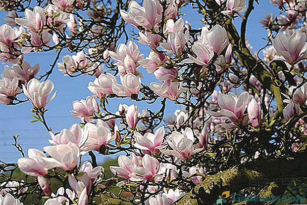 Magična pravljica doma - Magnolia sulange