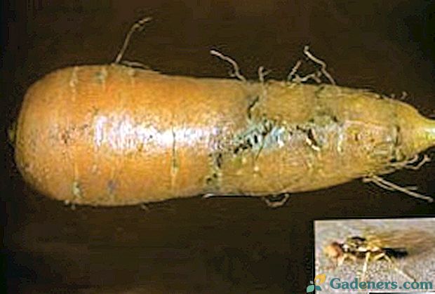 Poškodení mrkvy