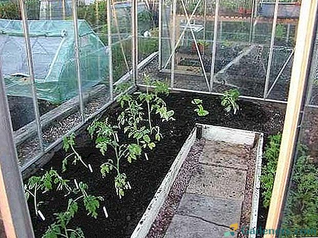 Šiltnamio efektą sukeliančių pomidorų sodinimo laikas