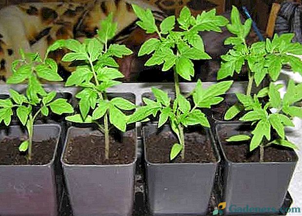 Saditev čas sadika paradižnik za rastlinjak