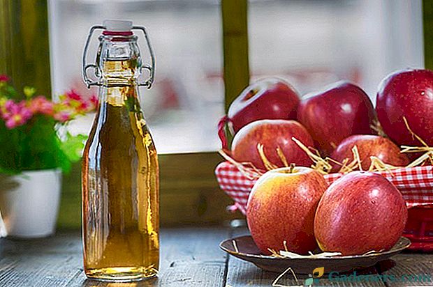 Jablkový mušt ocot pre chudnutie: ako piť?