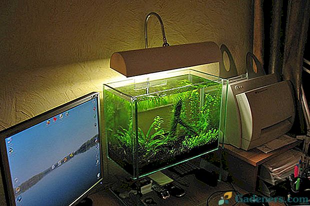 Prečo potrebujete osvetlenie akvária a ako ho vybrať?