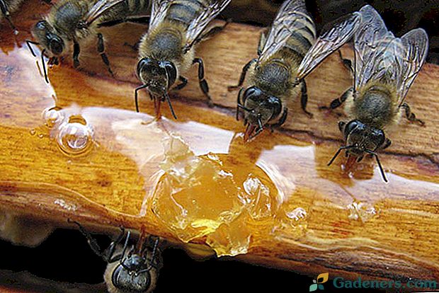 Kodėl mes turime pavasarį maitintis bitėmis