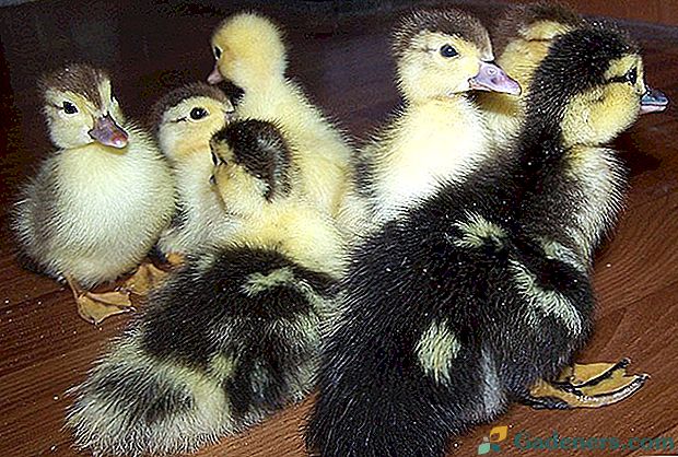 Umístění kachních vajec v inkubátoru doma