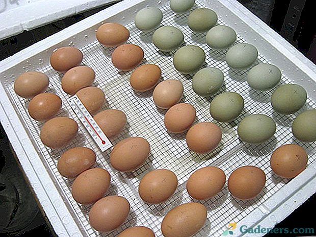 Polaganje jajc v inkubatorju doma
