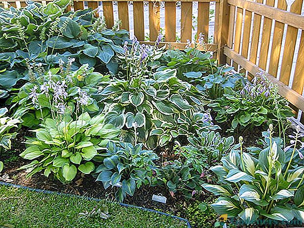 Зелена баштенска декорација - домаћин, погледи, садња и негу