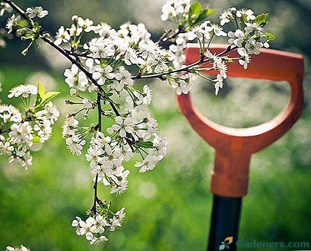 Gorący maj w ogrodzie: wiosenne wysiłki domownika