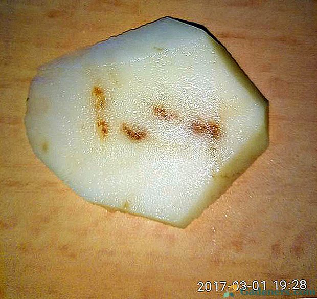 Gruczołowe plamienie ziemniaków: przyczyny chorób, środki zapobiegawcze