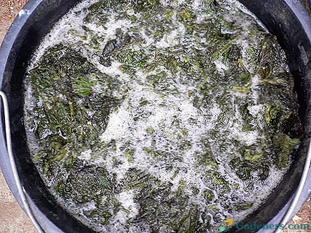Tekuté burinové hnojivo s kvasnicami: ako variť?