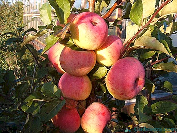 Zimsko jabolčno drevo Welsey - prvak v donosu in ohranjanje kakovosti sadja