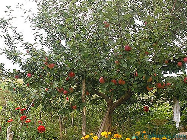 Зимно-издръжливи сортове ябълкови дървета за Урал и Сибир