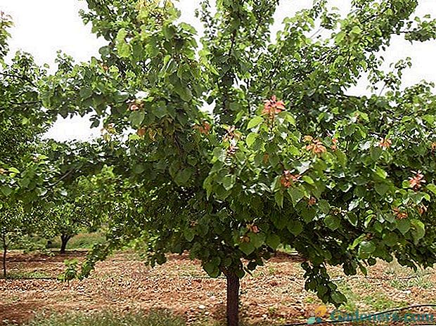 Winterhardy apricot Kichiginsky: opis sorte, sadnje i njege