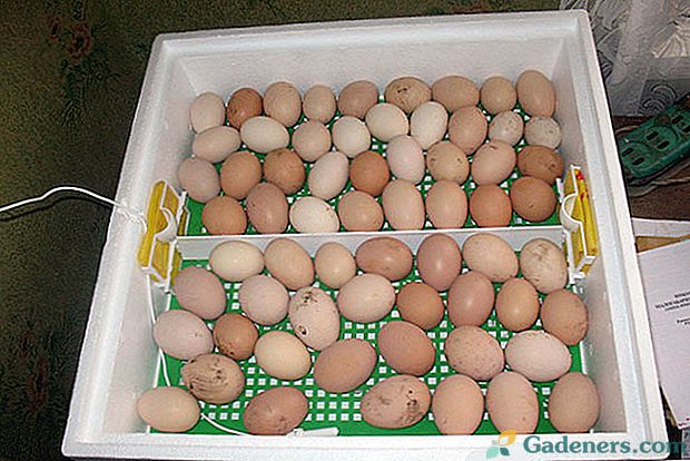Значення показання температури в інкубаторі для інкубації курячих яєць