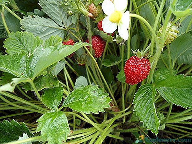 Запознайте се с ароматните ягодови сортове Али Баба по описание и снимка