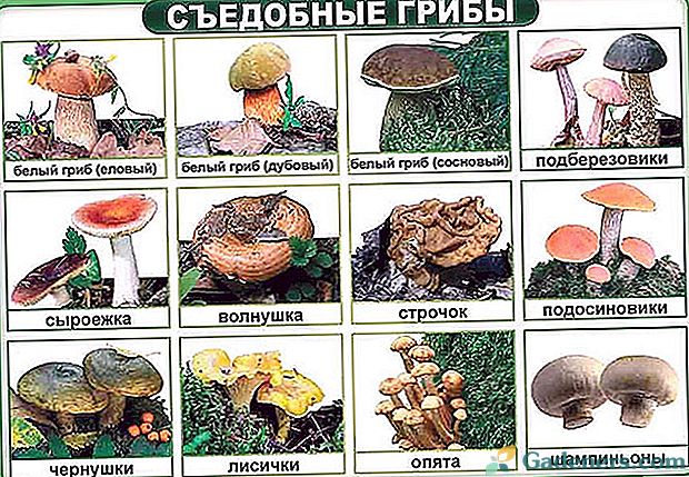 Poznaj grzyby jadalne: krótki wybór znanych gatunków