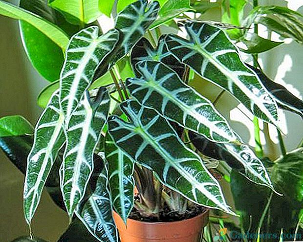 Запознайте се с Amazonian alokaziya - най-често срещаното растение за домашни листа