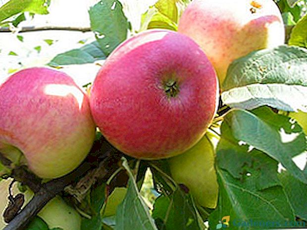 Испуните љетну варијанту Лунгворт јабуке