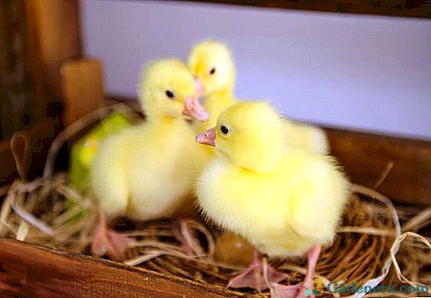 Če natančno veste, kaj jemati goslings iz prvih dni življenja, lahko vzgajate zdravo živino