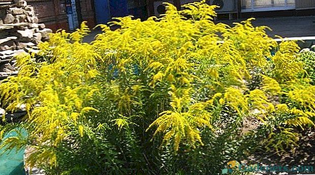 Goldenrod Josephine - kompaktowy bylina o niskim żywopłocie