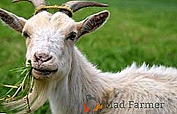 Bolile de capra și particularitățile tratamentului lor