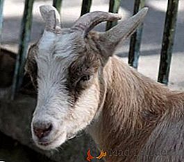 Cétose chez une chèvre: signes de manifestation de la maladie, traitement
