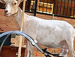 Uso y selección de máquinas de ordeño para cabras