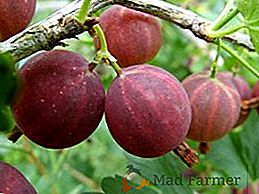 Най-популярните и най-добри сортове цариградско грозде