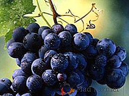 Las 10 mejores variedades de uva no vid con foto y descripción