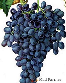 Agrotécnica de cultivo de uvas kishmish: plantación y cuidado