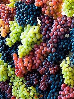 Cantina, técnica, variedades de uvas macias selecionadas por Krasokhina