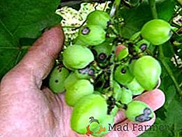 Doenças comuns das uvas e controle efetivo das uvas