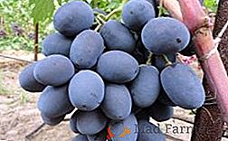 Conselhos para o cultivo e características da variedade de uva Furshetny