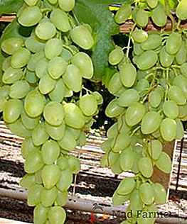 Descripción y características de la variedad de uva esperada
